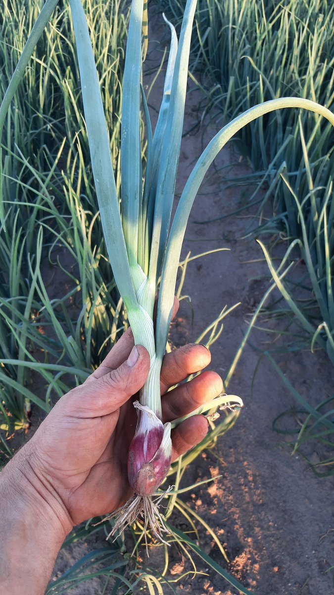 Blij ei... uhh ui , een plons water erop en gas #genieten