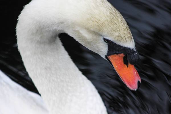 LizaMBergs's tweet photo. “The close-up says everything.”
— Marlon Brando
#birdphotography #swan #beautiful #LoveAnimals #birdsofeden @birdsofeden https://t.co/i4XIts2TVB