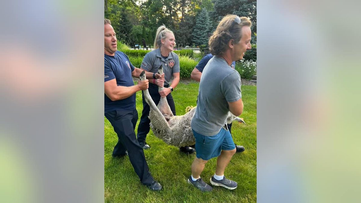Bloomfield Township officials called in for trio of loose sheep fox2detroit.com/news/bloomfiel…