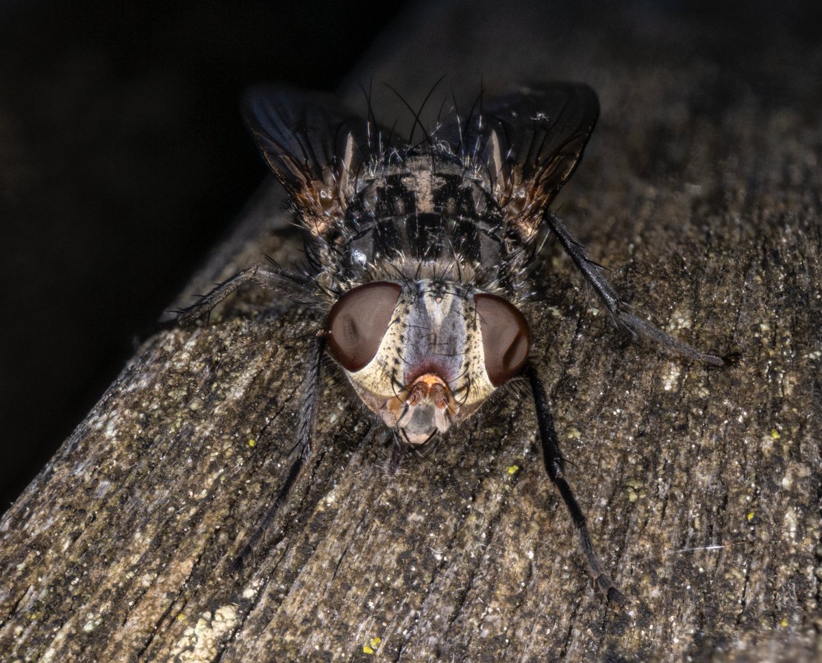 TheBrianBonelli's tweet photo. Can anyone eye-denty-fly this specimen that I found the other day?
Eye...denty...fly...
I can't see or hear you so I can only assume you're currently responding to this post with uproarious laughter and a standing ovation.
#BugPuns https://t.co/IySkWZHOUC