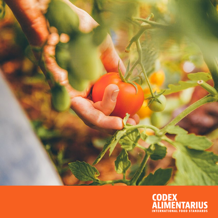 FAOWHOCodex's tweet photo. 📝 | No hay seguridad alimentaria sin inocuidad de los alimentos. 

👉 Erradicar el hambre significa que las personas tengan acceso a una cantidad suficiente de alimentos inocuos y nutritivos todo el año.

🍏🥭🍋🥝🫐🍎🍈🍅

 #InocuidadAlimentaria |  #ODS2 https://t.co/KmckBFBnlt