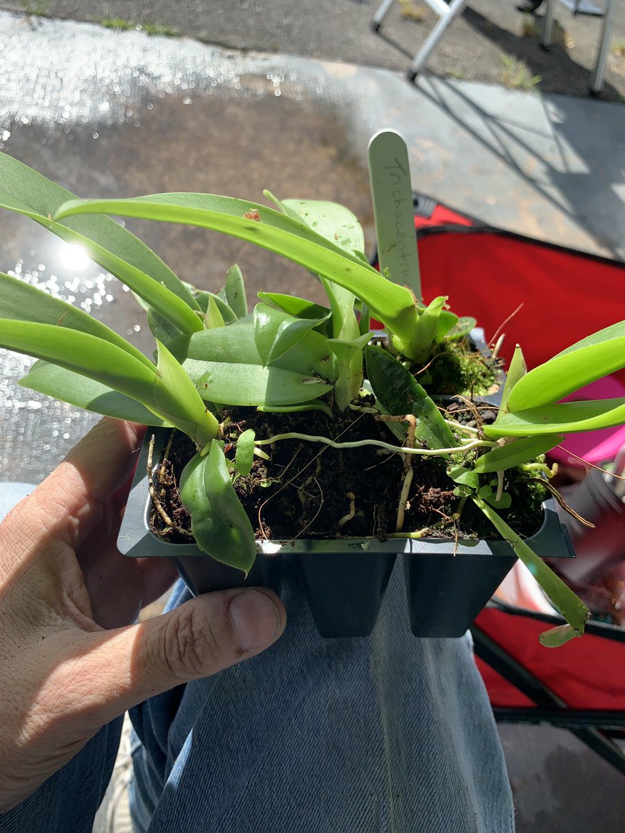 BrowNatOrchids's tweet image. Many Florida Master Gardener Volunteers came to help Garden Club of Coral Springs install native orchids at Sandy Ridge Sanctuary. Showers blew through to cool us all off 😀  @HortUrban