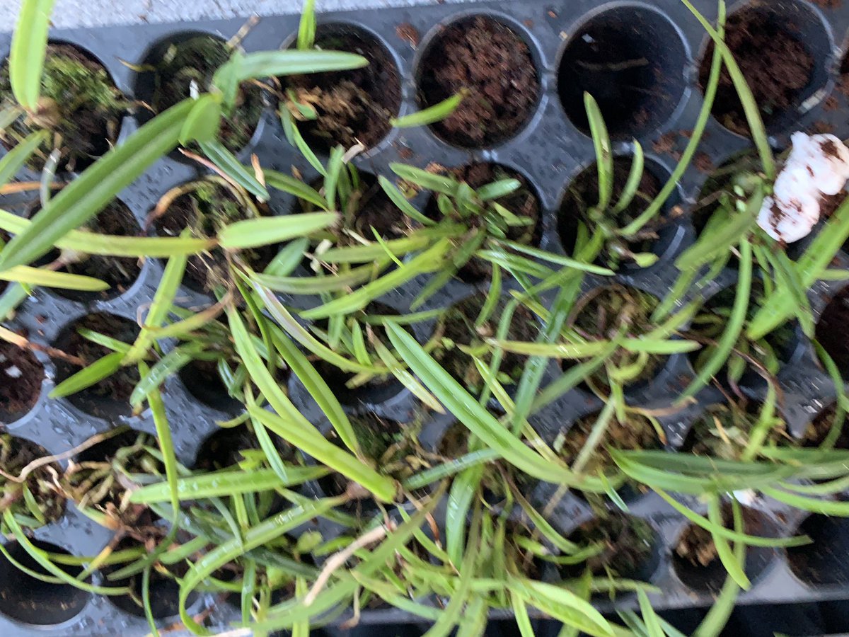 BrowNatOrchids's tweet image. Many Florida Master Gardener Volunteers came to help Garden Club of Coral Springs install native orchids at Sandy Ridge Sanctuary. Showers blew through to cool us all off 😀  @HortUrban