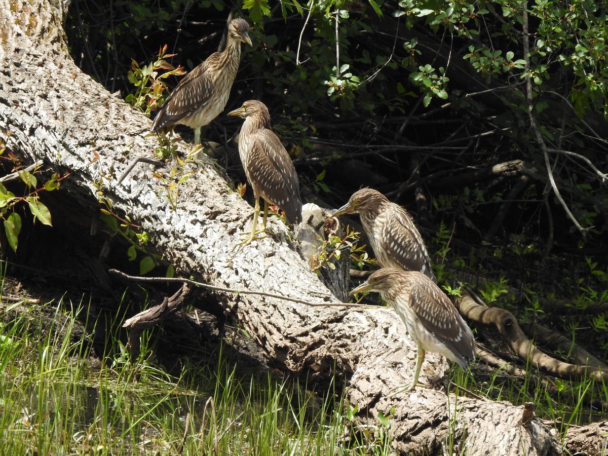 kvallevand's tweet photo. A family of juvenile black-crowned night herons by the Ottawa River in Aylmer, Quebec. #birdwatching @ThePhotoHour https://t.co/MiAznxgTDh