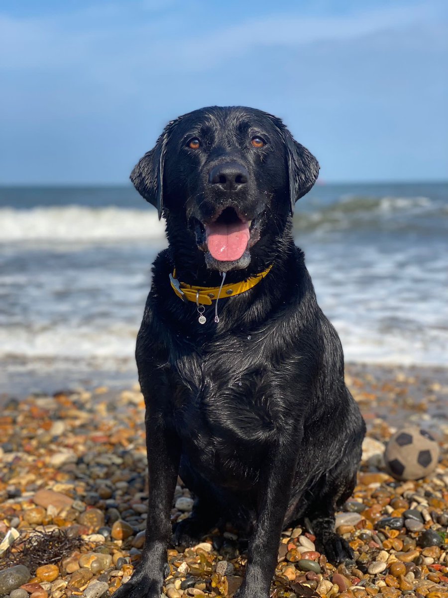 leo_da_lab07's tweet photo. Beach days are the best https://t.co/XxU7ZvzcPD