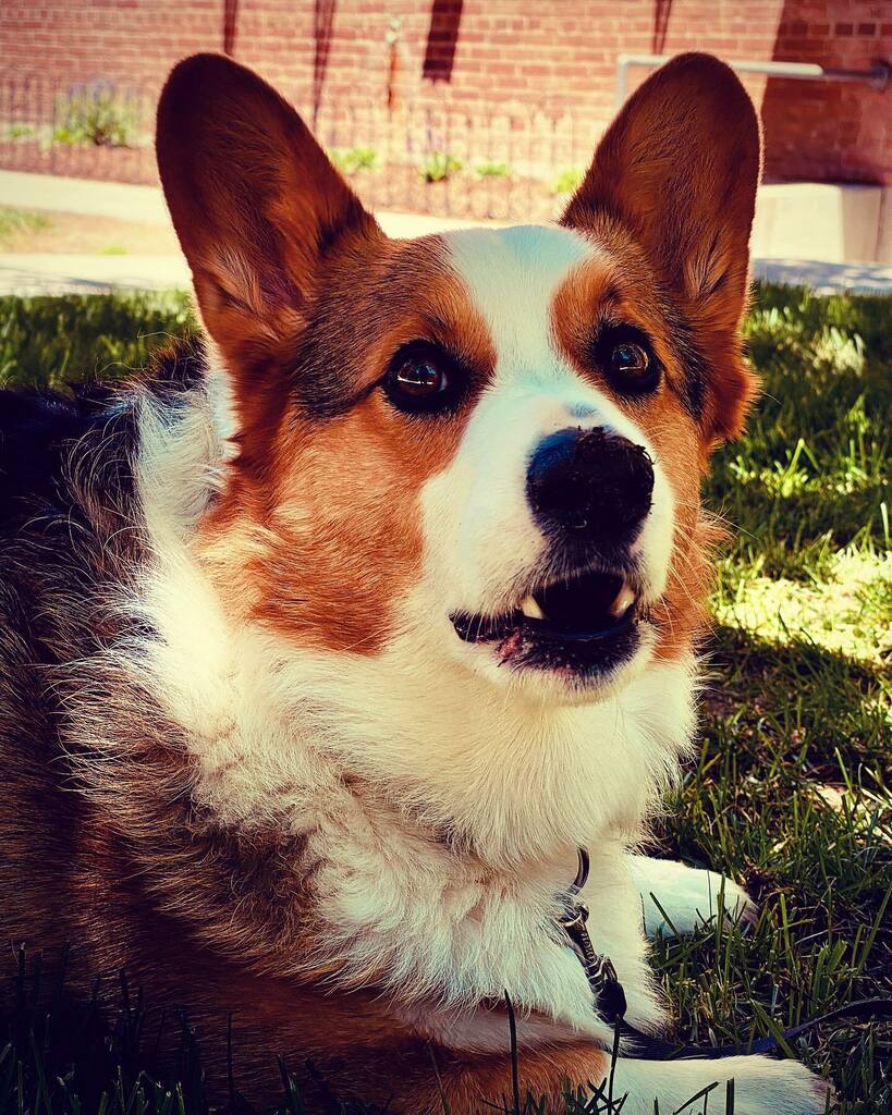 CorgMarshall's tweet image. This patch of grass is mine.
#corgi #grass instagr.am/p/Cfw0d2RJPZS/