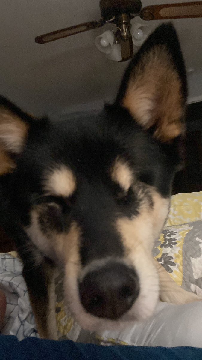 bryan29138's tweet photo. @cherdelaware Roxie the blind husky https://t.co/U9uvISxalh