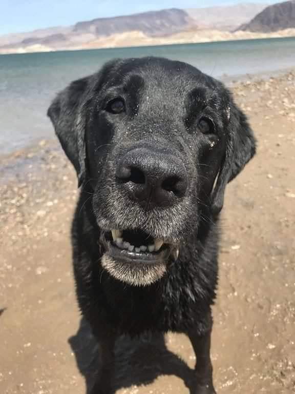 Happy Dog tweet media