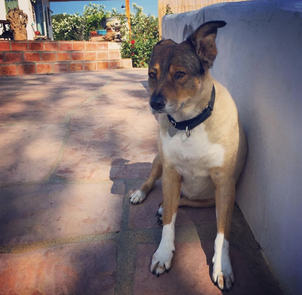 EvaGardner's tweet photo. My sweet Willow has earned her wings. We had a wonderful 16 years together and she made my life so much better. Rest in peace, my precious girl.
Willow 2006-2022 🌷 https://t.co/HvyYKiREiz