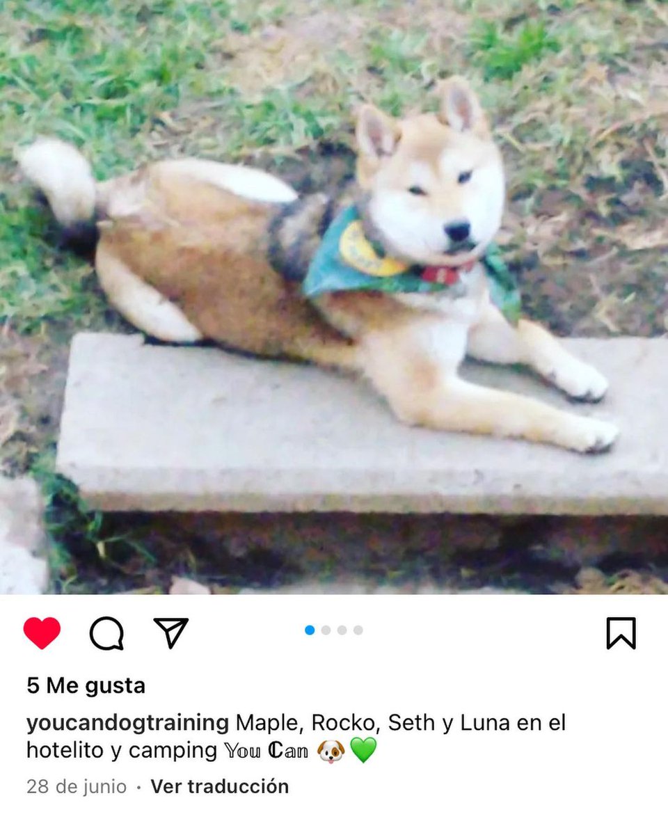 sopitas's tweet photo. Adriana Mondragón, dueña de Maple, contó que el perrito tenía algunos problemas para relacionarse con otros perros, por lo que contrató a un entrenador, de la empresa “You can dog training”.  👇🐕 https://t.co/WiwjGSKjVd
