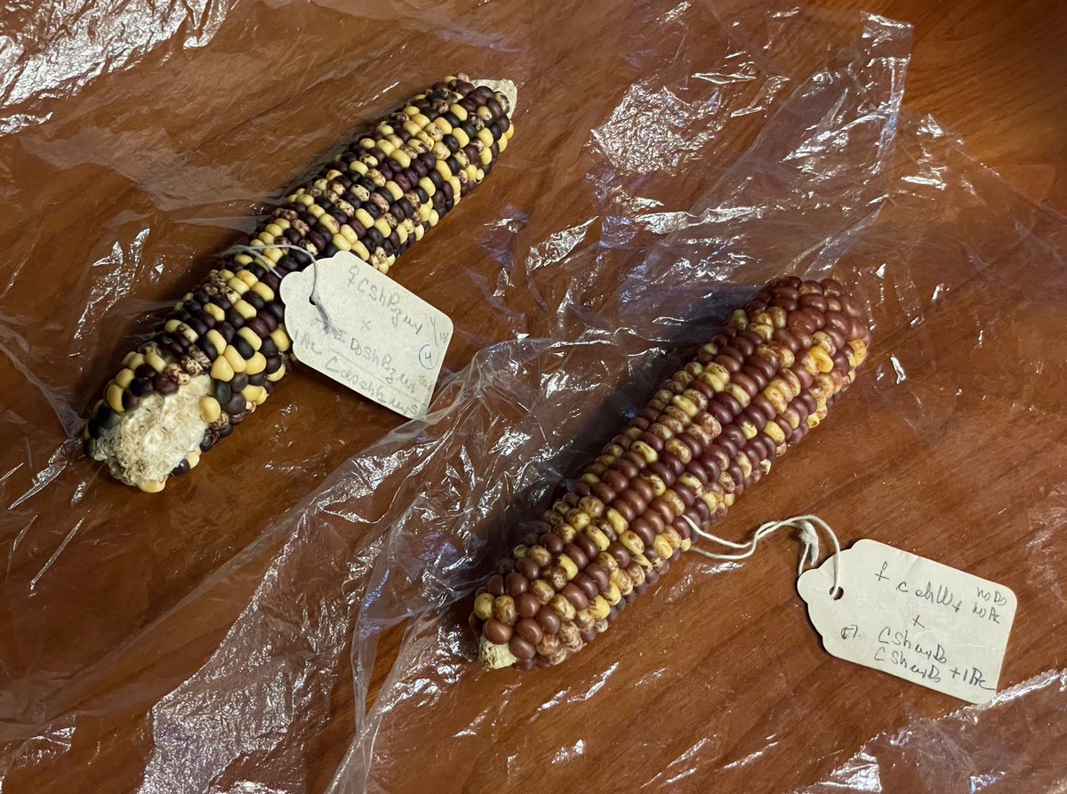 CSHL Plant Course tweet media