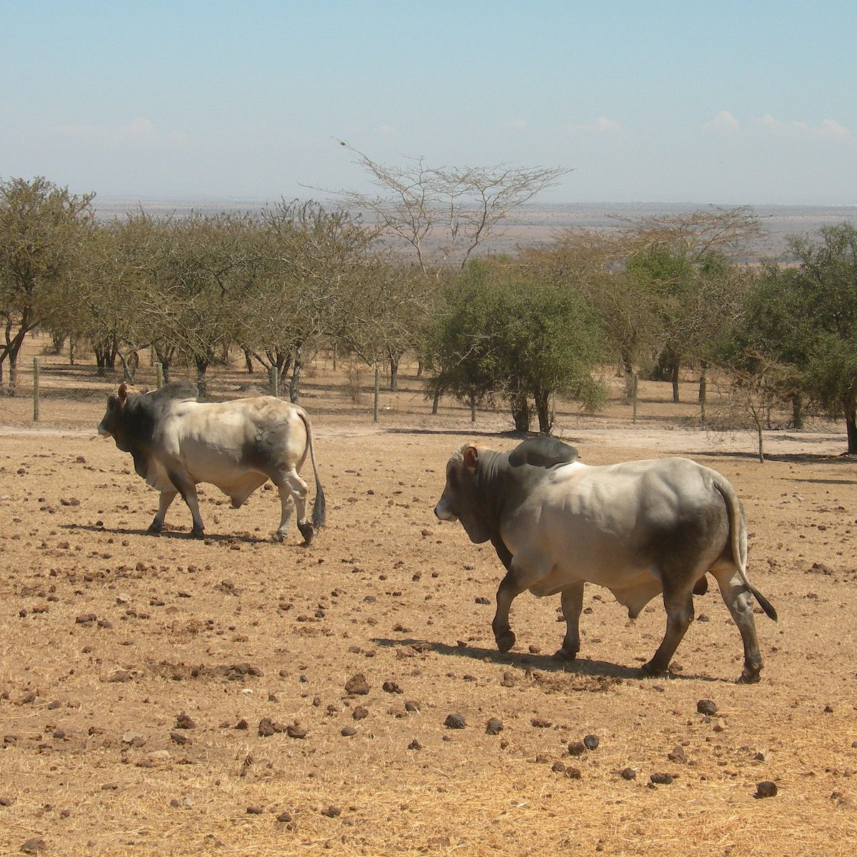 PLOS Genetics (@plosgenetics) on Twitter photo Wragg et al identify a variant associated with high tolerance to East Coast fever in African #cattle
🔎: doi.org/10.1371/journa…
@GenomicsBuzz <a href="/annievet1/">Annie Cook</a> <a href="/LateLatre/">Latré de Laté Perle</a> <a href="/EJanePoole/">Jane Poole</a> <a href="/Mark_Bronsvoort/">Mark Bronsvoort</a> <a href="/JGDPrendergast/">James Prendergast</a> <a href="/ctlgh_info/">CTLGH</a> <a href="/ILRI/">ILRI.org</a> <a href="/GeneticsRoslin/">GeneticsAtRoslin</a> <a href="/GenomicsEdi/">One Health Genomics Edinburgh</a>
📷 <a href="/DrLiamMorrison/">Liam Morrison</a> Wragg et al identify a variant associated with high tolerance to East Coast fever in African #cattle
🔎: doi.org/10.1371/journa…
@GenomicsBuzz <a href="/annievet1/">Annie Cook</a> <a href="/LateLatre/">Latré de Laté Perle</a> <a href="/EJanePoole/">Jane Poole</a> <a href="/Mark_Bronsvoort/">Mark Bronsvoort</a> <a href="/JGDPrendergast/">James Prendergast</a> <a href="/ctlgh_info/">CTLGH</a> <a href="/ILRI/">ILRI.org</a> <a href="/GeneticsRoslin/">GeneticsAtRoslin</a> <a href="/GenomicsEdi/">One Health Genomics Edinburgh</a>
📷 <a href="/DrLiamMorrison/">Liam Morrison</a>