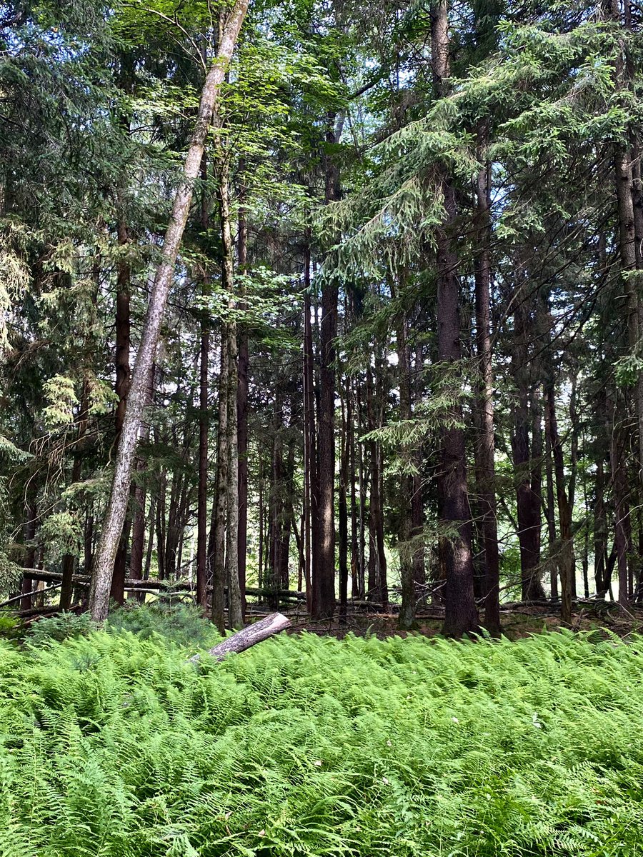 Conductor222's tweet image. Enjoyed my #minication #PA #dayoff #statepark #pennsylvania