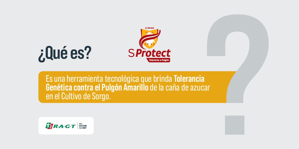 ragtsemillas_ar's tweet photo. 🛡 SPROTECT
Momento de alerta 🚨 por presencia de #PulgónAmarillo y nosotros te brindamos #Protección #Sanidad 
Incorporamos TECNOLOGÍA #SPROTECT  para que nuestro #Sorgo #RGTOreggon , en tu campo, rinda más que nunca.
#RAGT 🧬 https://t.co/gYAVdtXVEM