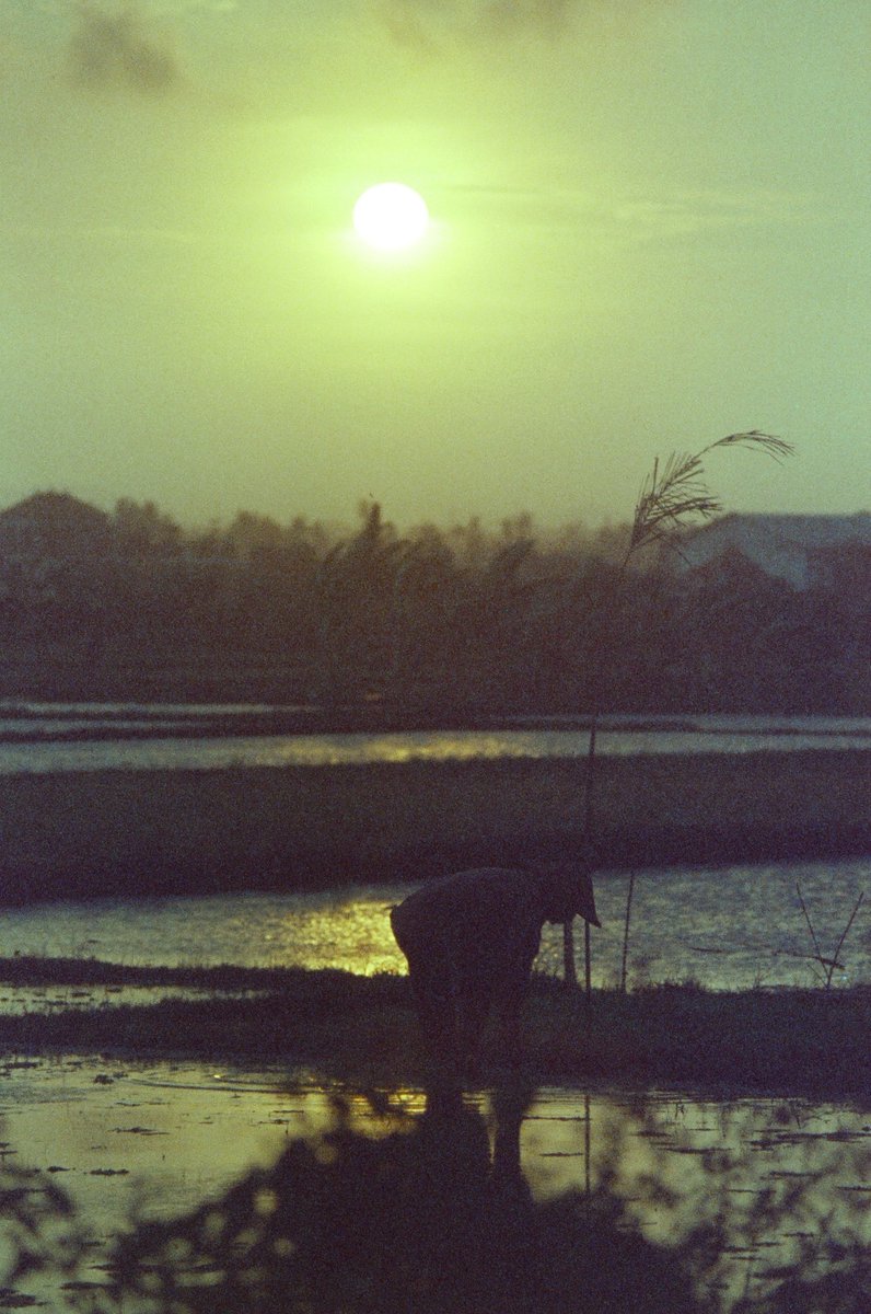 Early mornings in the rice fields.