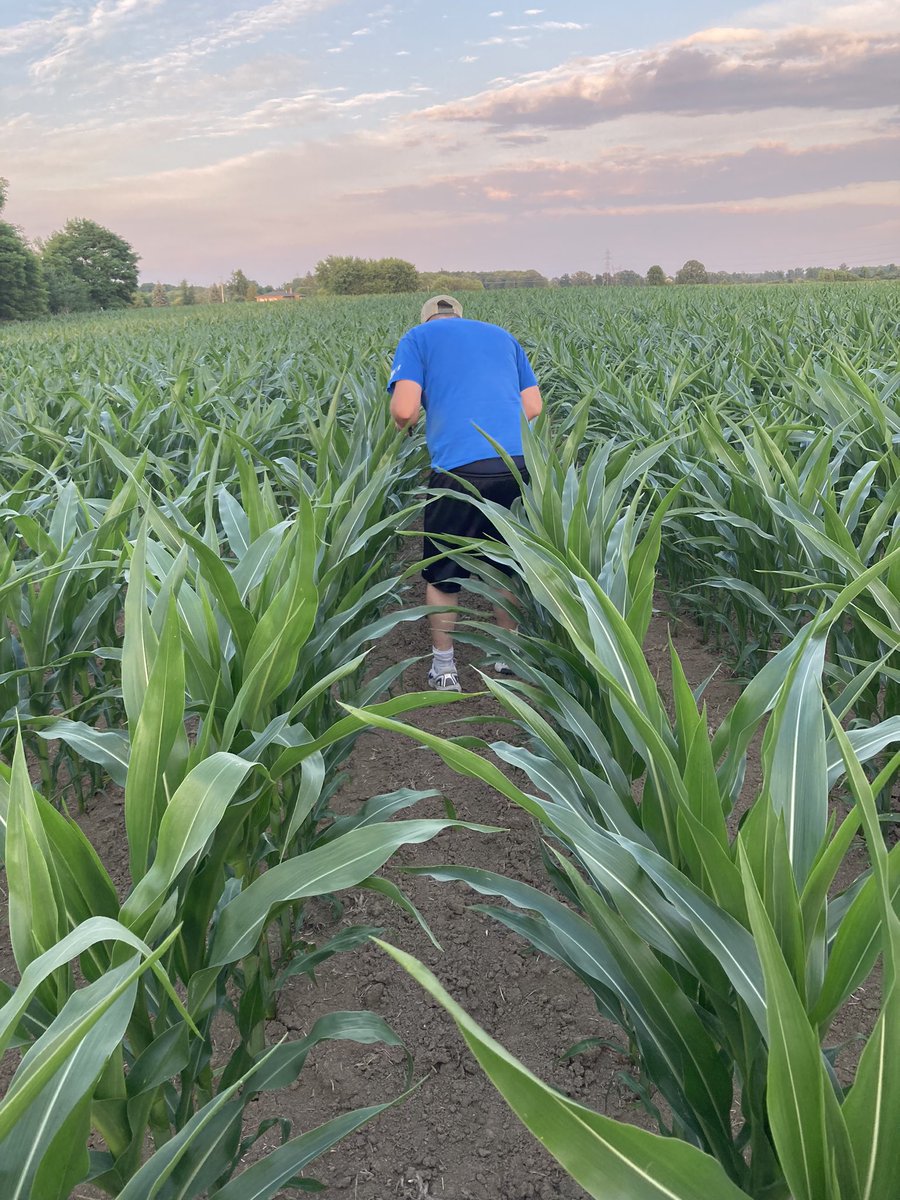 So - this is the cover crop inter-seeded into clay(8ish days ago) It needs some rain. It’s up in some rows and verry spotty in others. We found a lot of seeds on top - need to work on down pressure for next year. #ontag