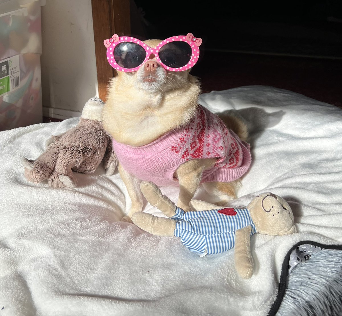 Pomchi_Puppy's tweet photo. Saturday morning in the sun🐾

#tinkerbellthepomchi  #pomchi #dogsoftwitter https://t.co/1gVjKgvwHn