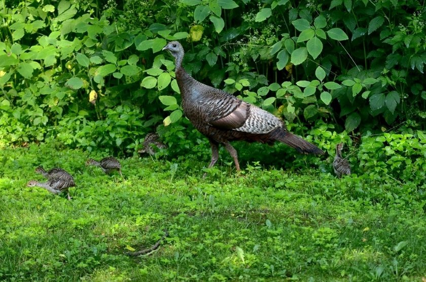 kyfishwildlife's tweet photo. We encourage anyone who sees wild turkeys in Ky. during July or Aug. to enter some basic information about their sightings into an online survey portal at https://t.co/c8RSAPmISB. Data collected helps us better understand turkey trends over time.

Details: https://t.co/HD0DXct4QT https://t.co/fIkGT2L4De