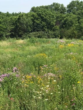 N IL Synod, ELCA tweet media