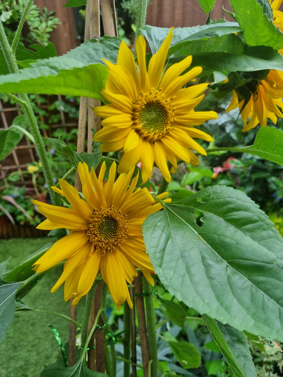 travers78's tweet photo. My first Sunflowers have arrived. All grown from seed. So proud. #gardeningTwitter #GardenersWorld https://t.co/Fs4oXZz4ST