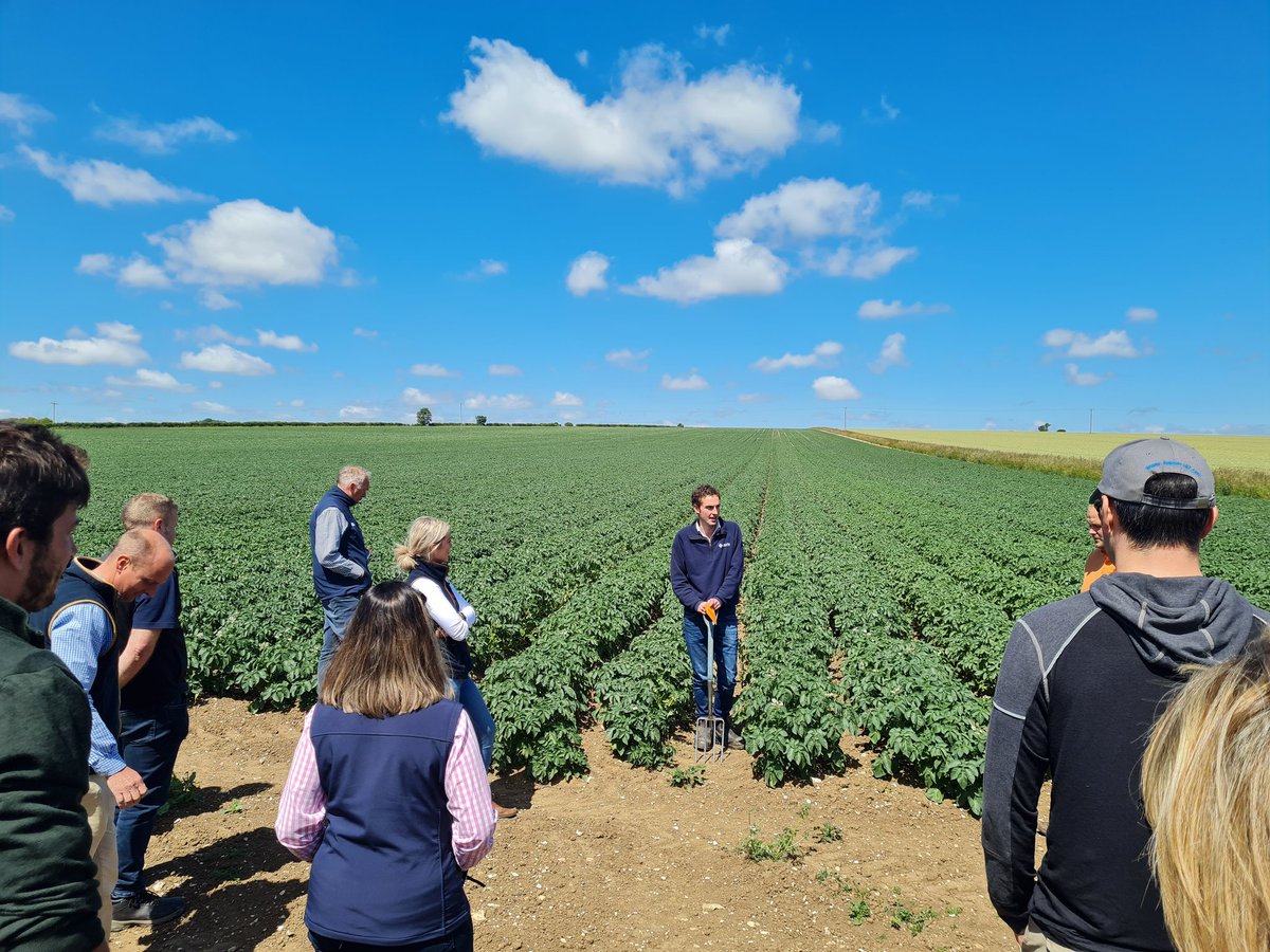 lukehar's tweet photo. Seed crops looking very well yesterday on the Yorkshire wolds @HzpcUk @JTfarming14 @jsedgwick67 https://t.co/KOCuQw44r4