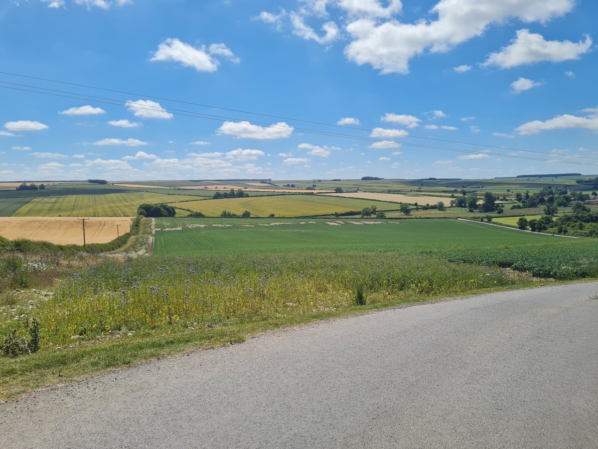 lukehar's tweet photo. Seed crops looking very well yesterday on the Yorkshire wolds @HzpcUk @JTfarming14 @jsedgwick67 https://t.co/KOCuQw44r4