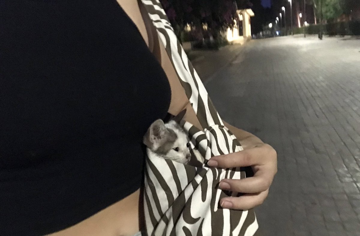 Senayuksll's tweet photo. Ben bugün kedi çaldım hani ekonomi iyiydi https://t.co/VkJxlXGyDk