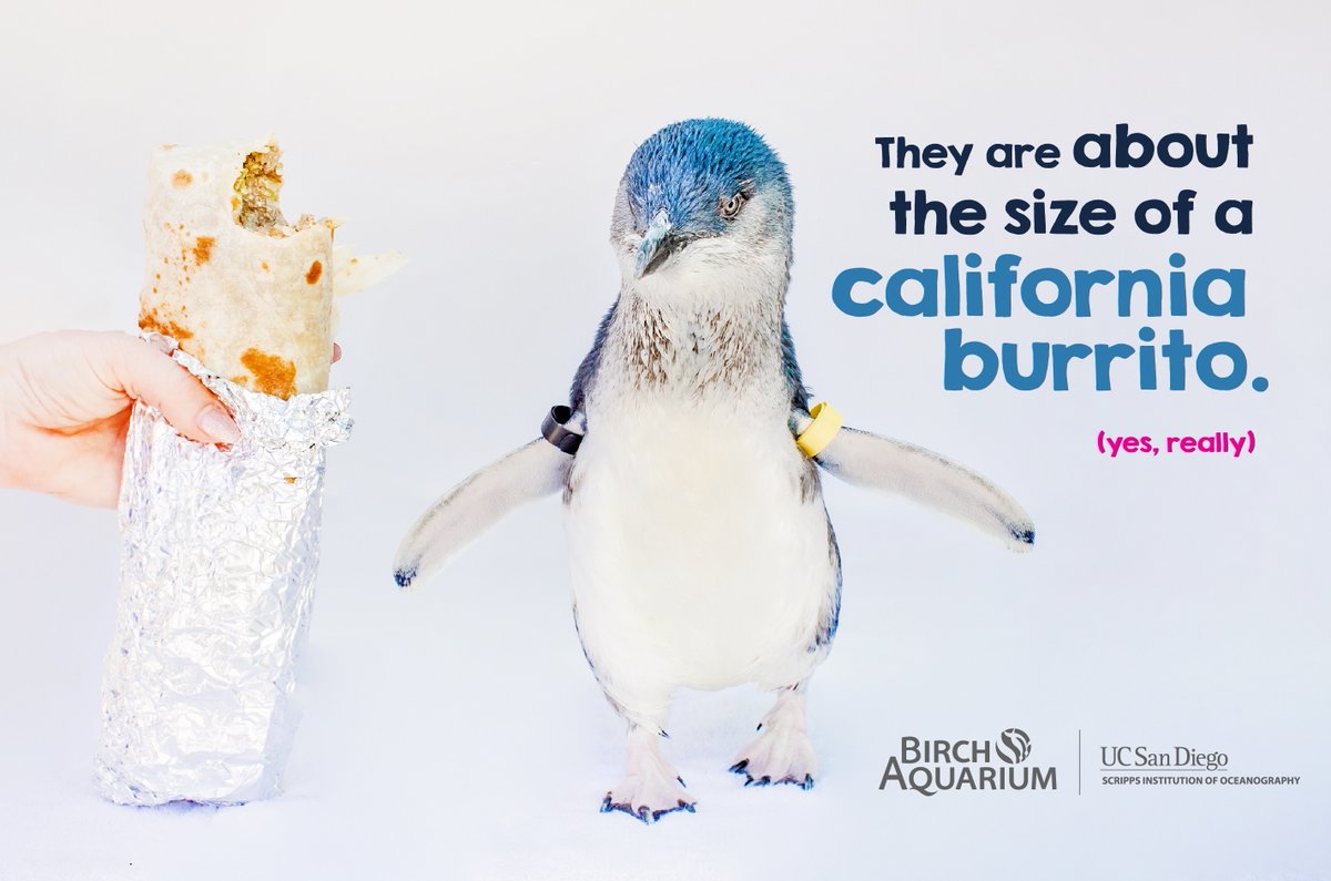 A fun fact for your Friday: Little Blue Penguins are truly about the size of a California burrito! 🌯🐧 We're looking forward to next week, when you can meet these pint-sized (or should we say burrito-sized) #penguins at <a href="/Birch_Aquarium/">Birch Aquarium</a>.