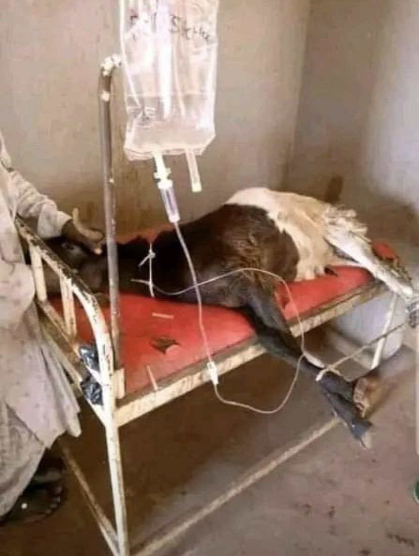 Allah ya tashi kafaɗun ka, kar naje makwafta kwalama 😂😂