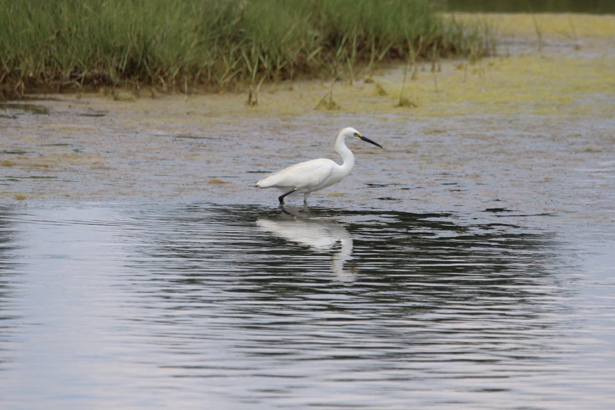kyle_odonnell_'s tweet photo. Great egret
#photography #nature #wildlife #naturephotography #wildlifephotography #twitternaturecommunity
#birds #birdphotography #birdsofboston https://t.co/S7oRewkZ1v