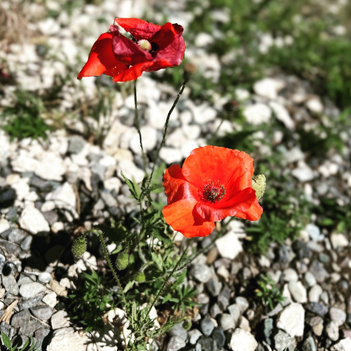 talkingterrier's tweet photo. New #poppy #flowers popped up behind our house.  Did you know the #redpoppy #flower is a symbol of #consolation, #remembrance &amp; #death? Interesting to find them today, after the tragic death of  #Japanese #primeminister #shinzoabe - #redpoppies #redflowers #redflower https://t.co/ih7khjU5St