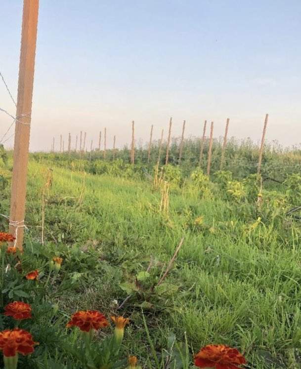 Bee grateful! We are grateful for our day campers, our beautiful farm full of fresh food, and our amazing staff! What are you grateful for this summer?