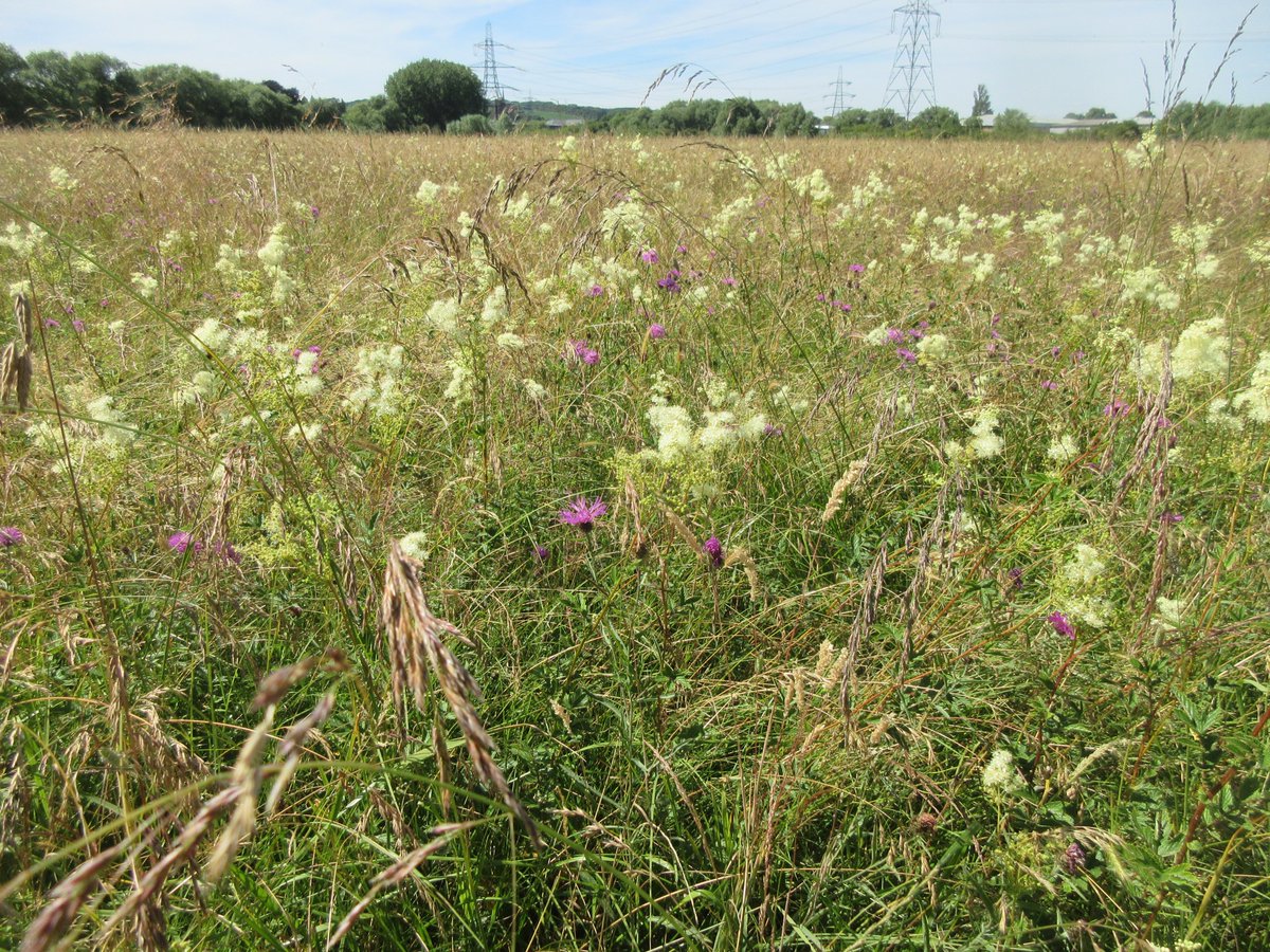 judyweb32049878's tweet photo. Here is what a real, ancient, Thames floodplain haymeadow looks like; just before it is mown. Inundated in winter, dry now. Great biodiversity of long-lived perennial plants, on a never-ploughed carbon-rich soil. Hinksey Meadow: these could be my good-bye photos because here.. https://t.co/gRcx8qPKFI