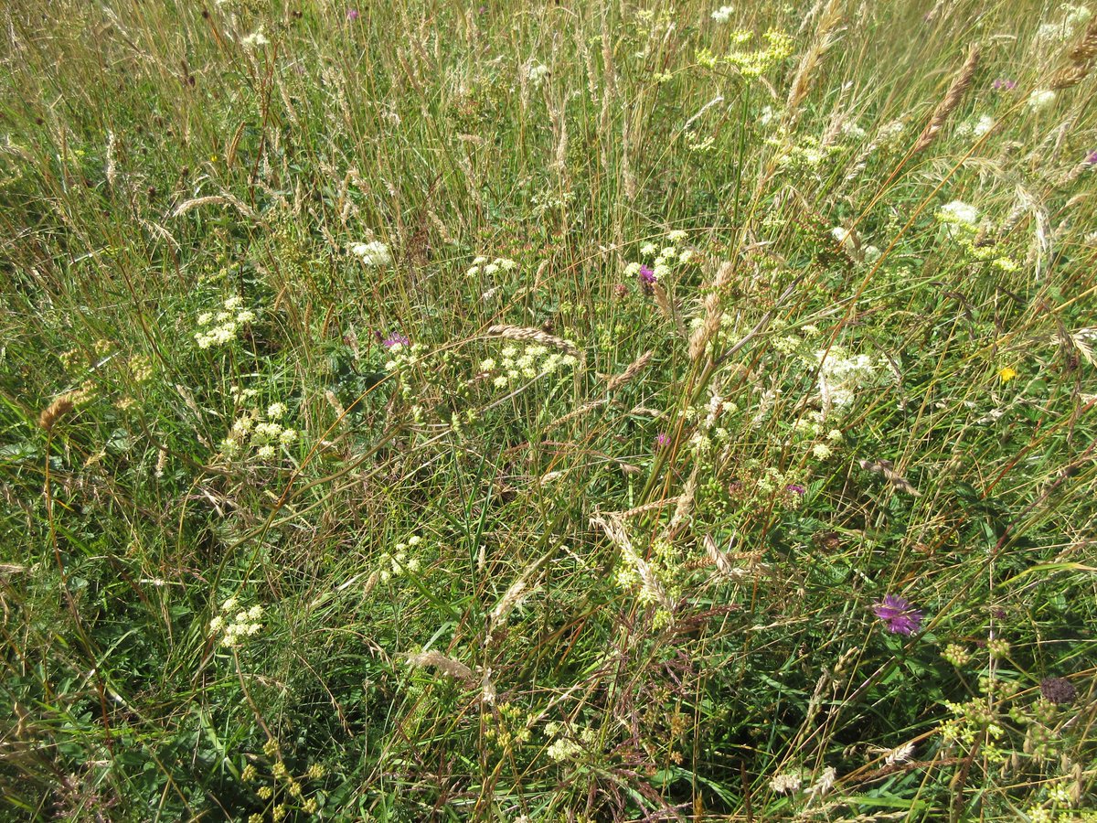 judyweb32049878's tweet photo. Here is what a real, ancient, Thames floodplain haymeadow looks like; just before it is mown. Inundated in winter, dry now. Great biodiversity of long-lived perennial plants, on a never-ploughed carbon-rich soil. Hinksey Meadow: these could be my good-bye photos because here.. https://t.co/gRcx8qPKFI