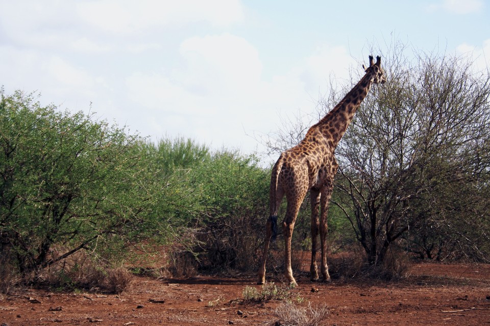 CretsKenya's tweet photo. AMBOSELI NATIONAL PARK: https://t.co/bRftW89Qrb
#kenya #visitkenya #magicalkenya #kenyasafari #masaimarasafari #wildebeestmigration #wildbeestmigration #Tourism #Travel #Tours #hiking #gamedrive 
https://t.co/rTOdoo4kUv https://t.co/W6uHgsm7Ug