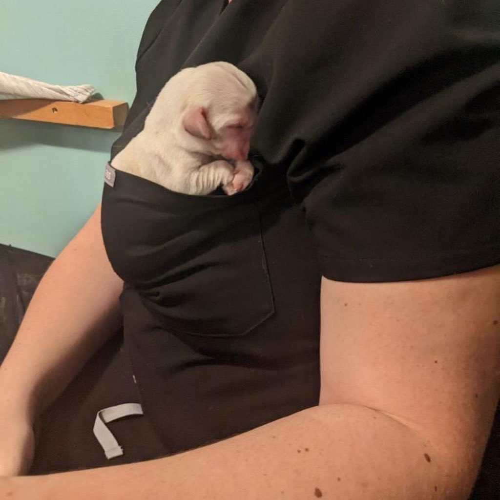 ro_ritter's tweet photo. @wearfigs are the best scrubs because their pockets are puppy sized. https://t.co/szLv94F9sX