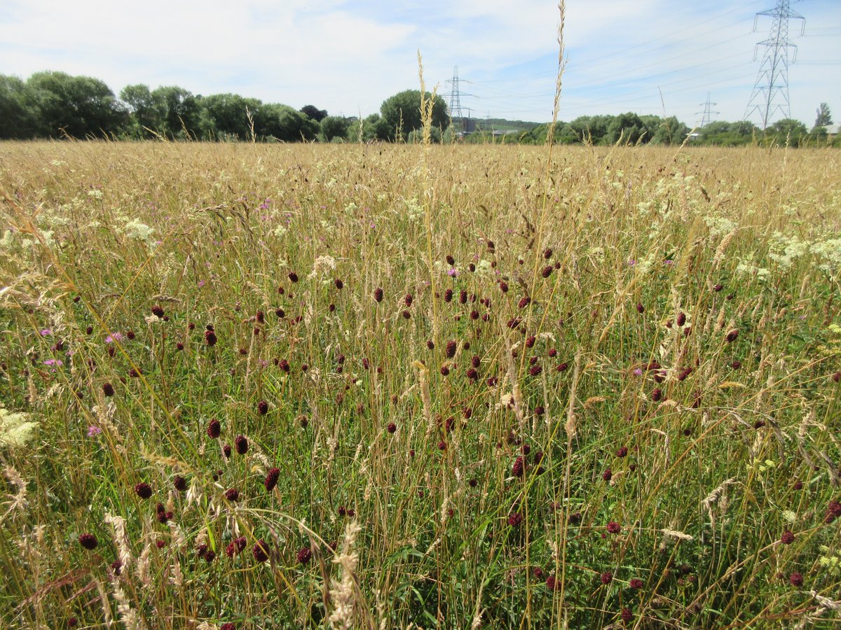 Here is what a real, ancient, Thames floodplain haymeadow looks like; just before it is mown. Inundated in winter, dry now. Great biodiversity of long-lived perennial plants, on a never-ploughed carbon-rich soil. Hinksey Meadow: these could be my good-bye photos because here..