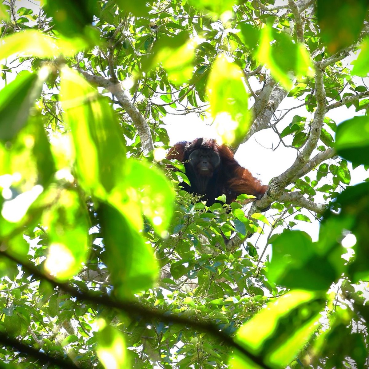 OrangutanTOP's tweet photo. A happy Nigel peering down at our team as he makes his way through the #trees of the #BusangEcosystem. Thank you for supporting him on his journey. More info next week!
#TheOrangutanProject #TOP #SavingOrangutans #WildAndFree #BorneanOrangutan https://t.co/5uCEUDKnmG
