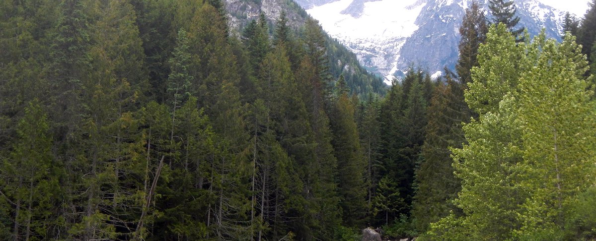 BC_FPBoard's tweet photo. #Forestry audit of Interfor operations near Clearwater starts next week - https://t.co/XUJkxYEMOk
#BCforests #Interfor #forests https://t.co/6F4zBzdSm8
