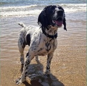 spaniel alert tweet media