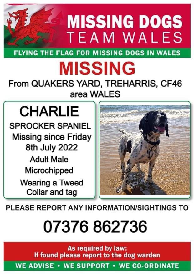 spaniel alert tweet media