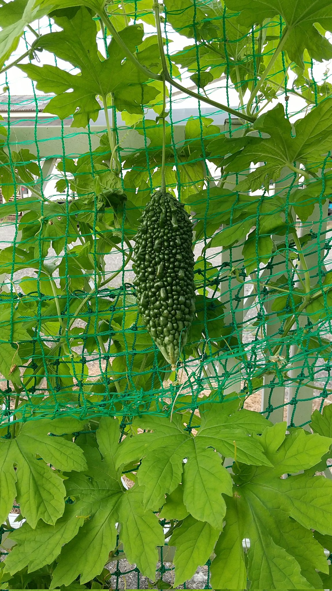 Shioliba Shioliba Twitter