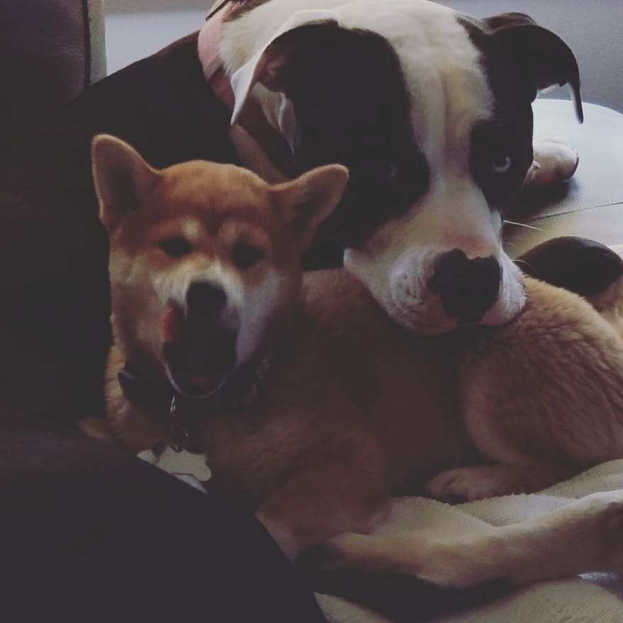 keyo_ann's tweet photo. @FTNS04 @SammyArriaga Shill puppies. We have Josie cancer free!!! #officiallycancerfree and her lil sidekick Libby the baddest #Shibainu @SA_NFTs Fam shill your pets π€·π»ββοΈ they cute asf fr!!! https://t.co/iAyCMiV8BL