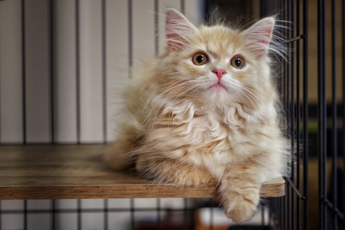 猫の紬🐈サイベリアン (@neko_no_tsumugi) / Posts / X