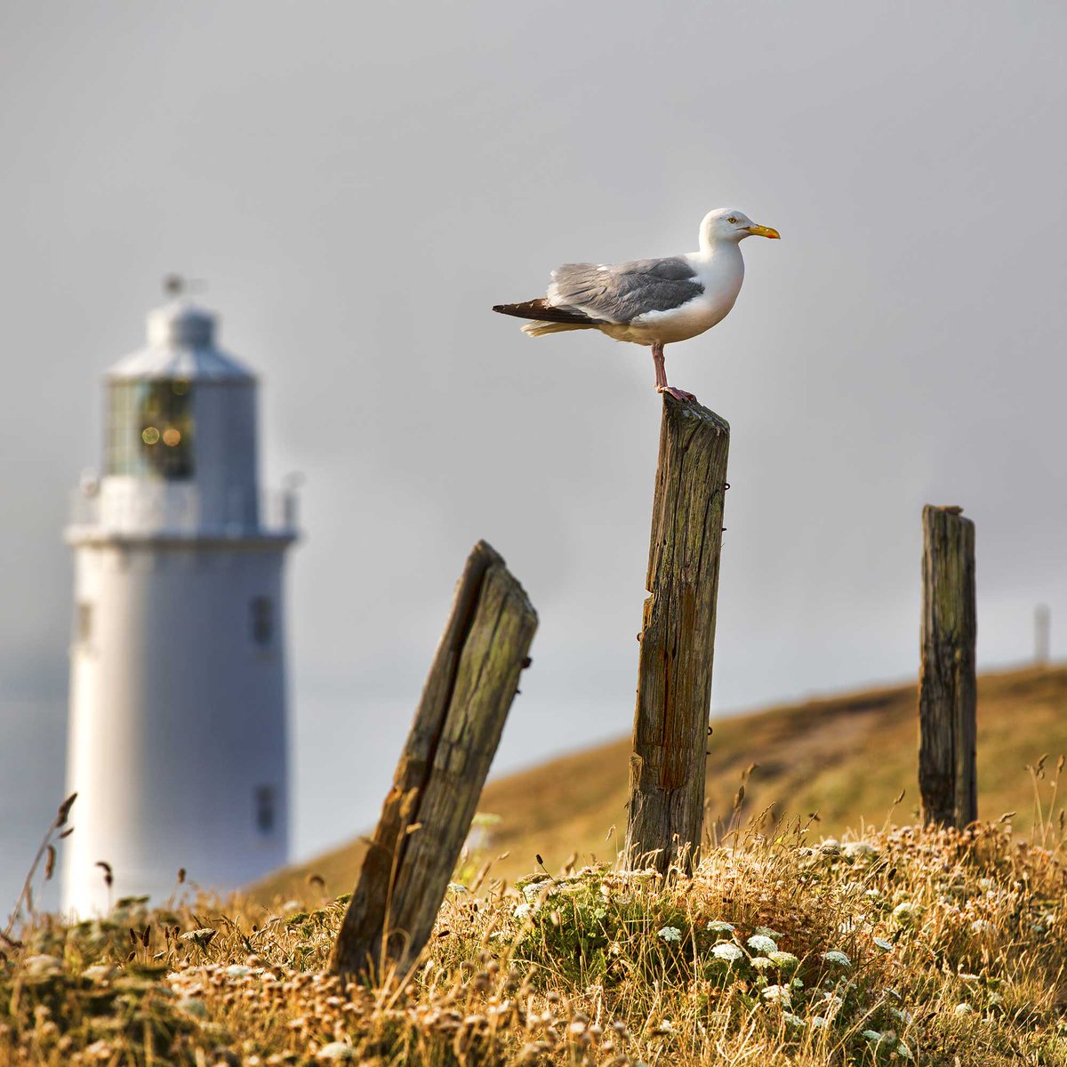 Did you know...

Lighthouses are dangerous for birds. The beams attract birds, especially in misty conditions, and many are killed when they fly into the glass.