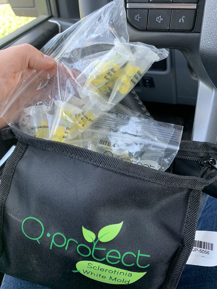 MeaghanRyersee's tweet photo. With these hot &amp; humid conditions, it’s time to check canola for Sclerotinia risk. 1st time using a Q-Protect kit. Was easy to use &amp; got the results super fast. Test found moderate-to-high disease risk in this field. #spray2022 @QuantumGenetix https://t.co/4kt7YMfXkP