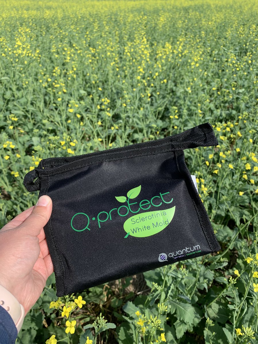 MeaghanRyersee's tweet photo. With these hot &amp; humid conditions, it’s time to check canola for Sclerotinia risk. 1st time using a Q-Protect kit. Was easy to use &amp; got the results super fast. Test found moderate-to-high disease risk in this field. #spray2022 @QuantumGenetix https://t.co/4kt7YMfXkP