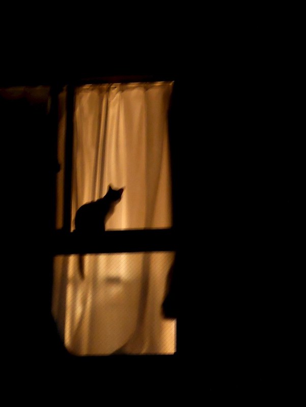 _ko_mon's tweet photo. waiting for #Caturday
#photo by petite-tomo on flickr
#cats #CatsOfTwitter #night #nightwindows https://t.co/Q310Esrse1