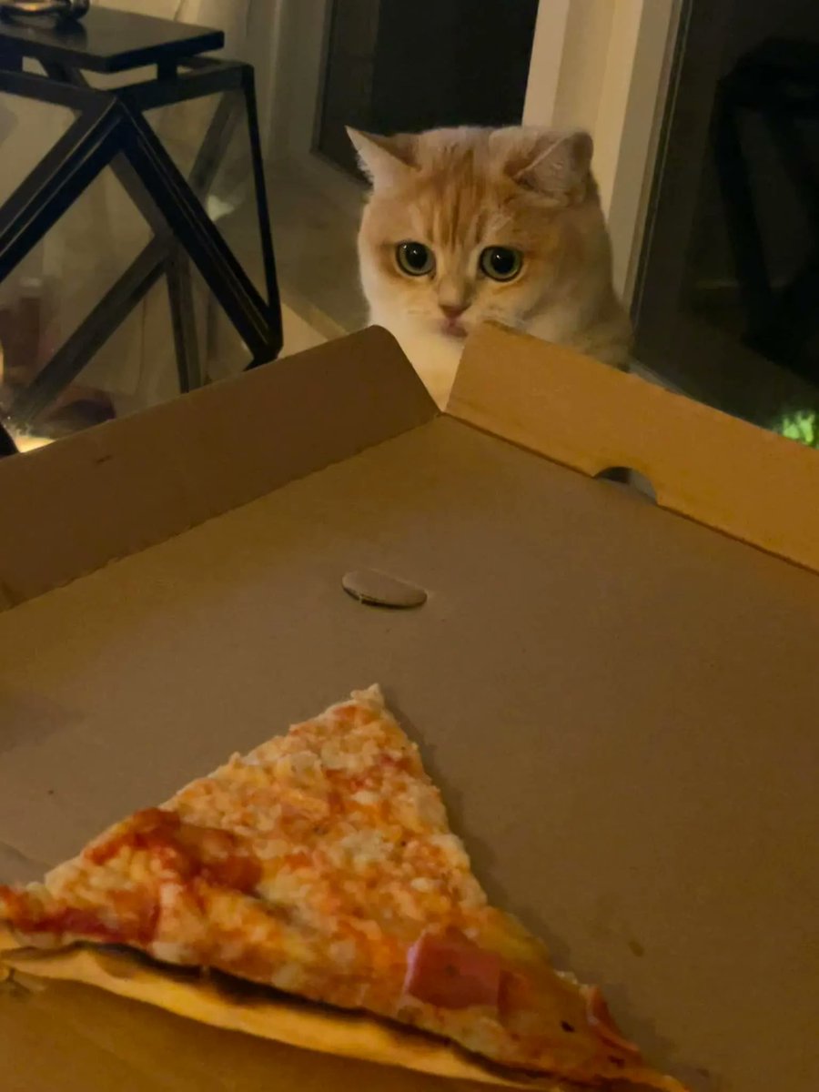 translated cats tweet media