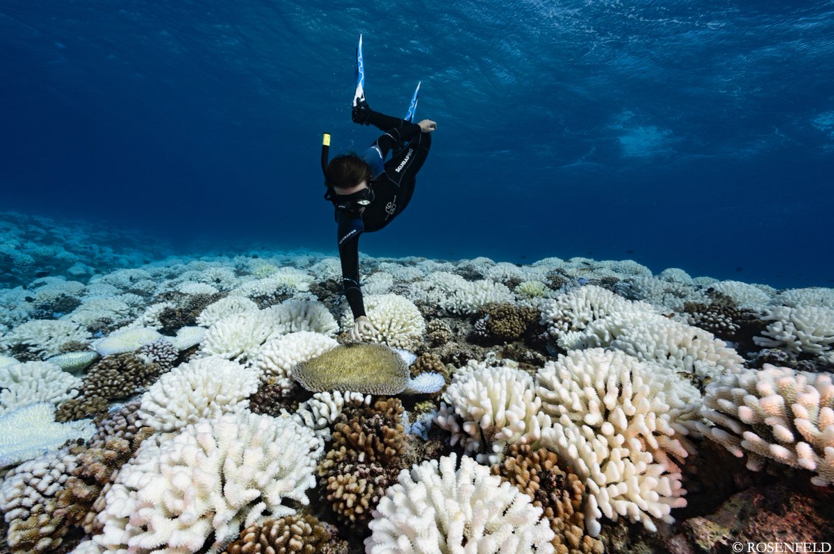 Caroline Dubé (@dube_ce) on Twitter photo We are recruiting a #PhD student to lead research in #coral reef ecology applying omics techniques to explore coral holobiont adaptation at <a href="/criobe_pf/">criobe_pf</a> and <a href="/universitelaval/">Université Laval</a> 🇫🇷🇨🇦. Full advertisement available here: reefscapegenomics.com/assets/carolin…
DM me for more information. Please RT!!! We are recruiting a #PhD student to lead research in #coral reef ecology applying omics techniques to explore coral holobiont adaptation at <a href="/criobe_pf/">criobe_pf</a> and <a href="/universitelaval/">Université Laval</a> 🇫🇷🇨🇦. Full advertisement available here: reefscapegenomics.com/assets/carolin…
DM me for more information. Please RT!!!